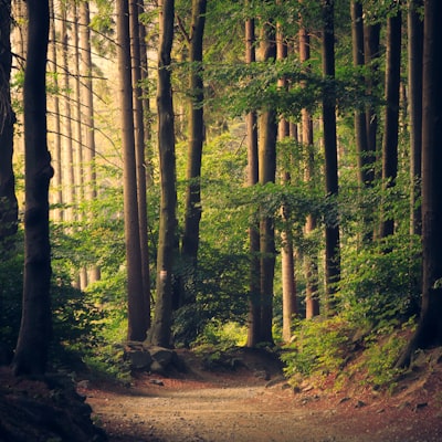 Magical Forest